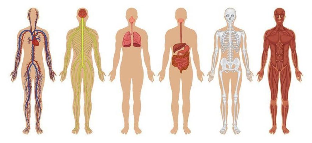 Sistema Nervoso - Corpo Humano para crianças 