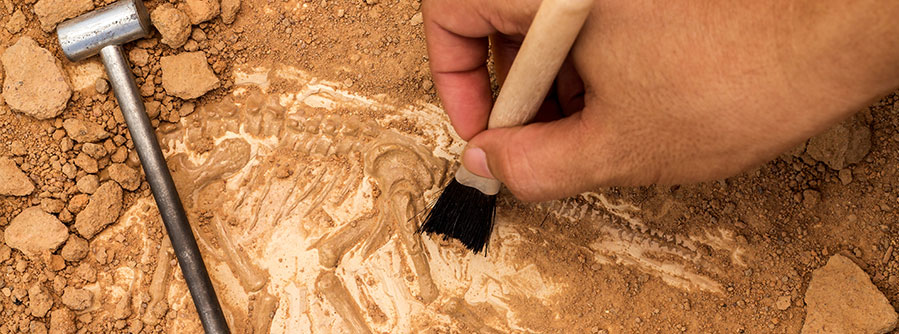 paleontologia