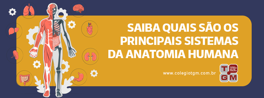 Saiba quais são os principais sistemas da anatomia humana